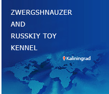 Zvergshnauzer and Russkiy Toy Kennel, Kaliningrad
